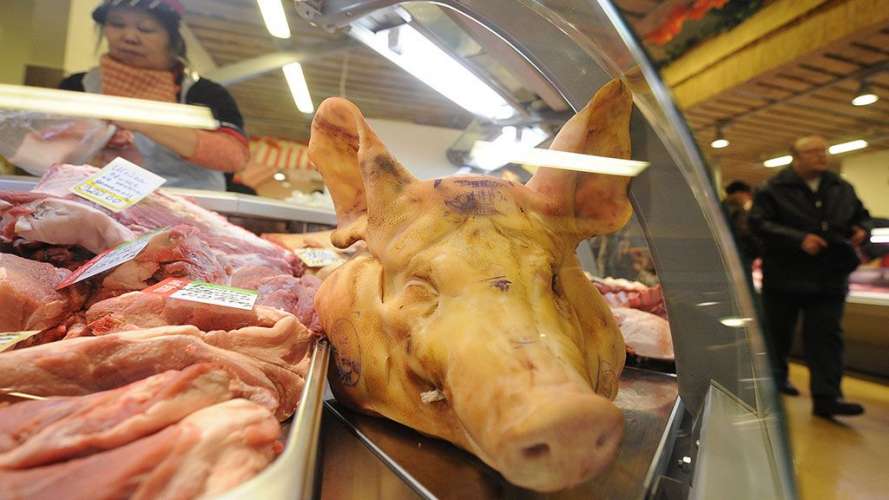 Африканскую чуму свиней нашли в 20 километрах от Хакасии