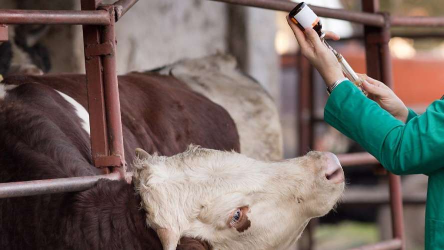 В феврале в пяти районах Тамбовской области выявлен лейкоз у крупного рогатого скота. 
