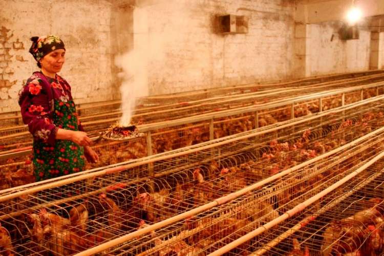 В Таджикистане подскочило производство куриного мяса более чем на 47%