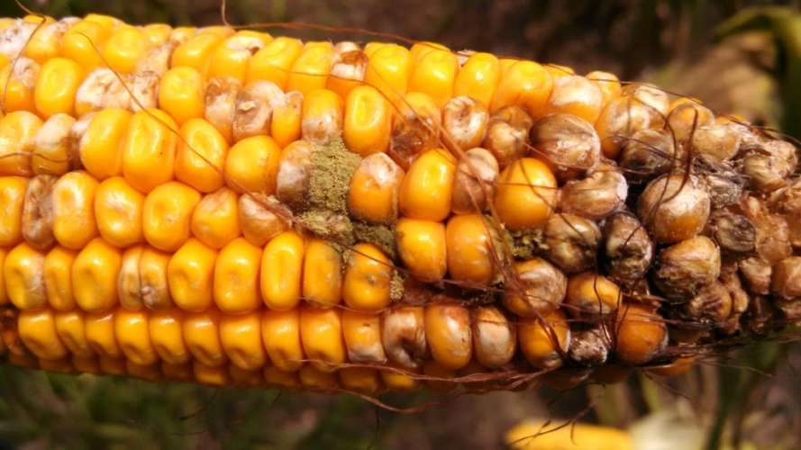 Зараженная кукуруза обнаружен в Карелии