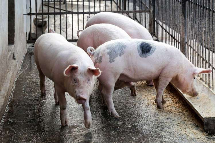 С начала года в России зафиксировали 26 очагов заражения африканской чумой свиней