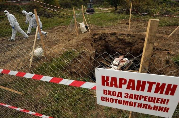 Скотомогильники с сибирской язвой может затопить в Нижегородской области