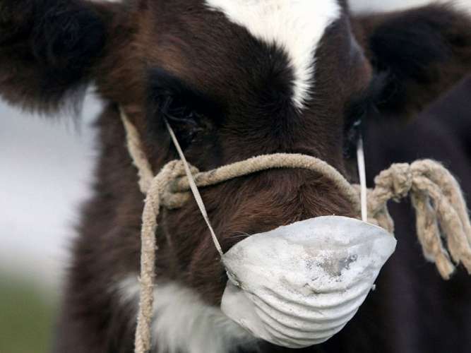 На севере Казахстана от неизвестной болезни гибнет скот