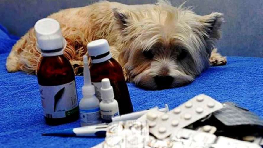 В РФ создан экспертный совет по законодательному обеспечению производства ветеринарных препаратов