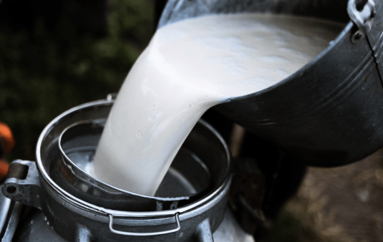 Какую угрозу несут микотоксины молочным фермам