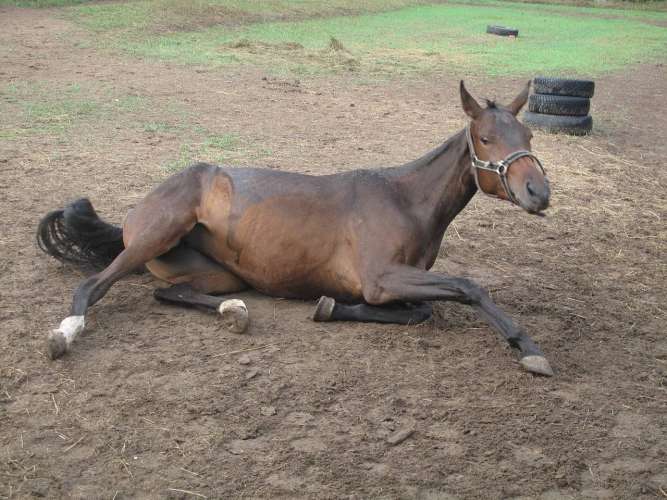  У лошадей в Красноярском крае выявили смертельный вирус