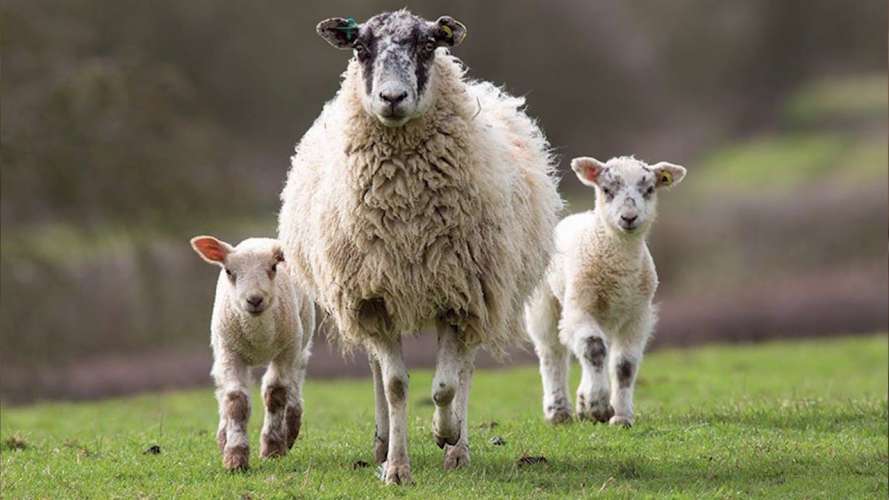 В России с 2024 года расширят меры господдержки овцеводов