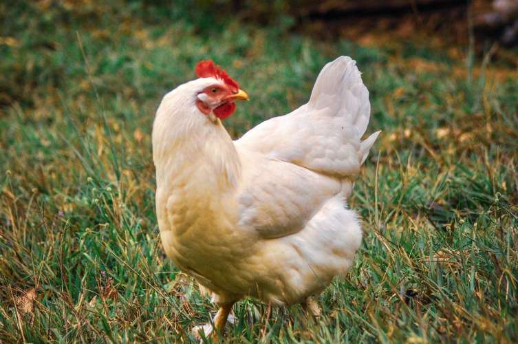 Ученые пытаются вывести породы кур, устойчивые к вирусу птичьего гриппа