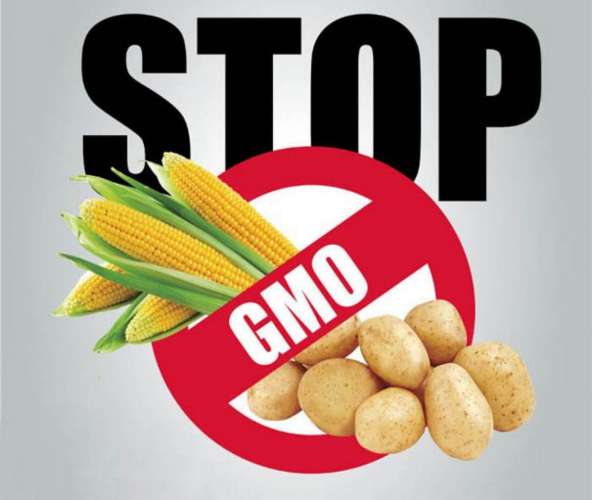 Минсельхоз предложил продлить на 2023 год отказ от регистрации сои и шрота с ГМО