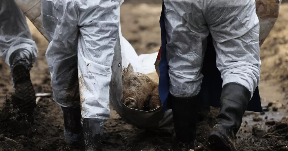 Из-за АЧС в Белгородской области в ушедшем году уничтожили 90 тыс. голов свиней