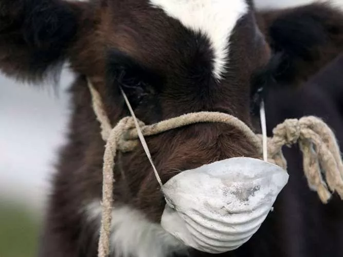 На севере Казахстана от неизвестной болезни гибнет скот