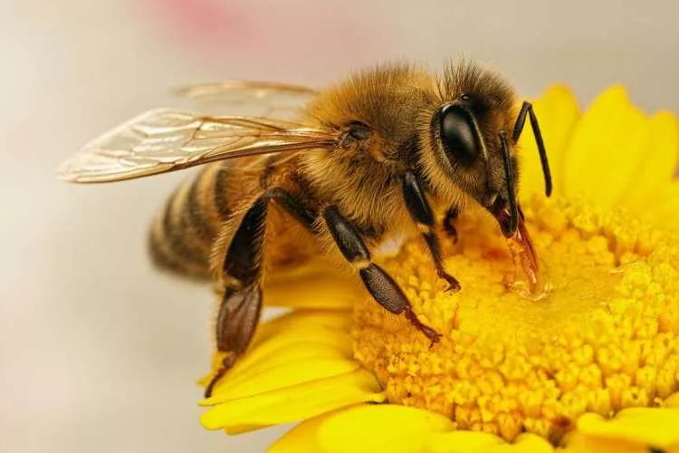  Минсельхоз России разработал новые правила ветеринарно-санитарной экспертизы меда и продукции пчеловодства