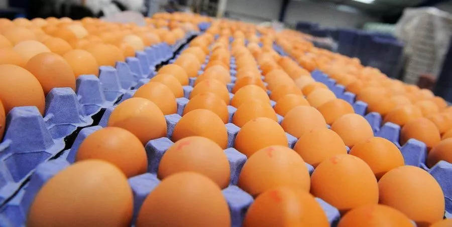 После устранения нарушений челябинская птицефабрика получила право экспорта пищевого яйца в третьи страны